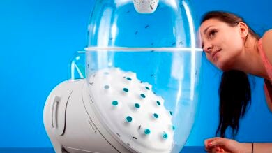 ¿Tendremos que comer insectos en 2050 cuando la producción mundial de carne no sea suficiente?