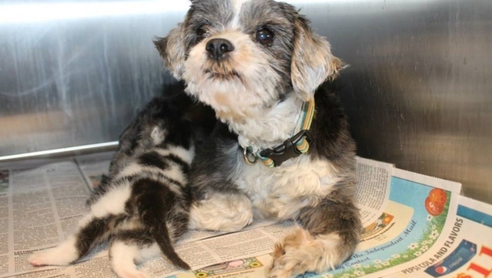 Un perro da cobijo a un gatito abandonado
