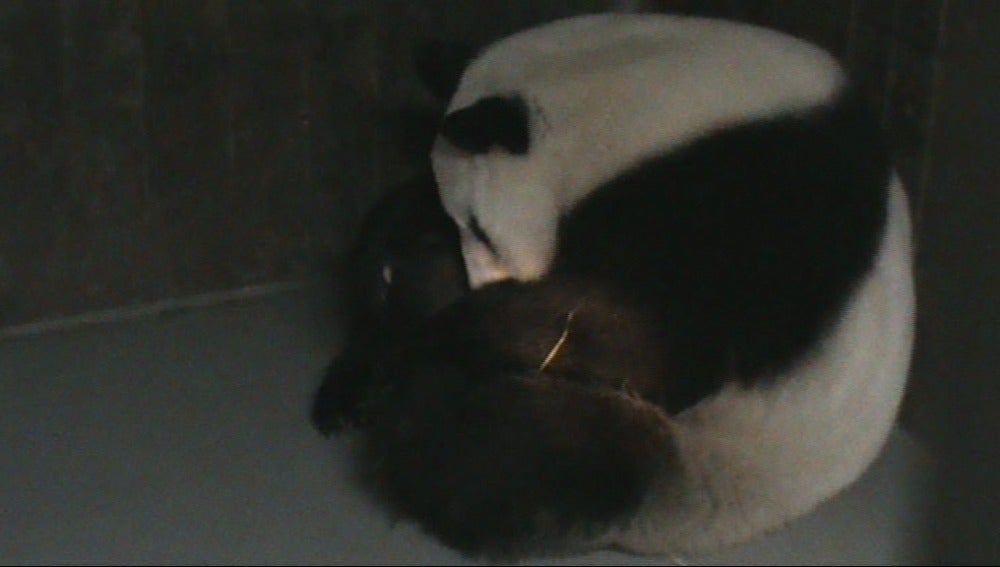 Nace un oso panda gigante