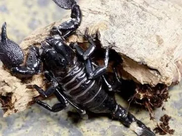 Escorpión Escorpión