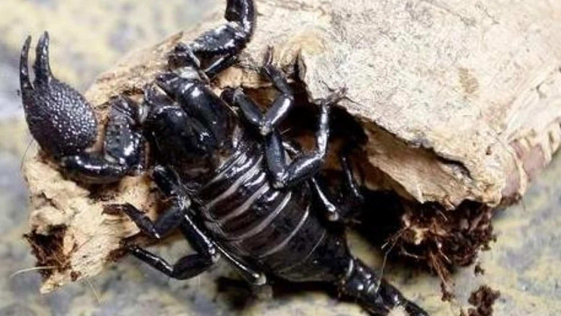 Escorpión Escorpión