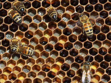 Imagen de un panal de abejas, constituido por formas geométricas