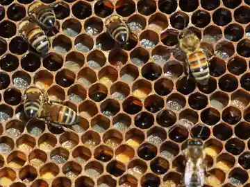Imagen de un panal de abejas, constituido por formas geométricas Imagen de un panal de abejas, constituido por formas geométricas