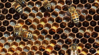 Roban 41 colmenas con 800.000 abejas en Lleida