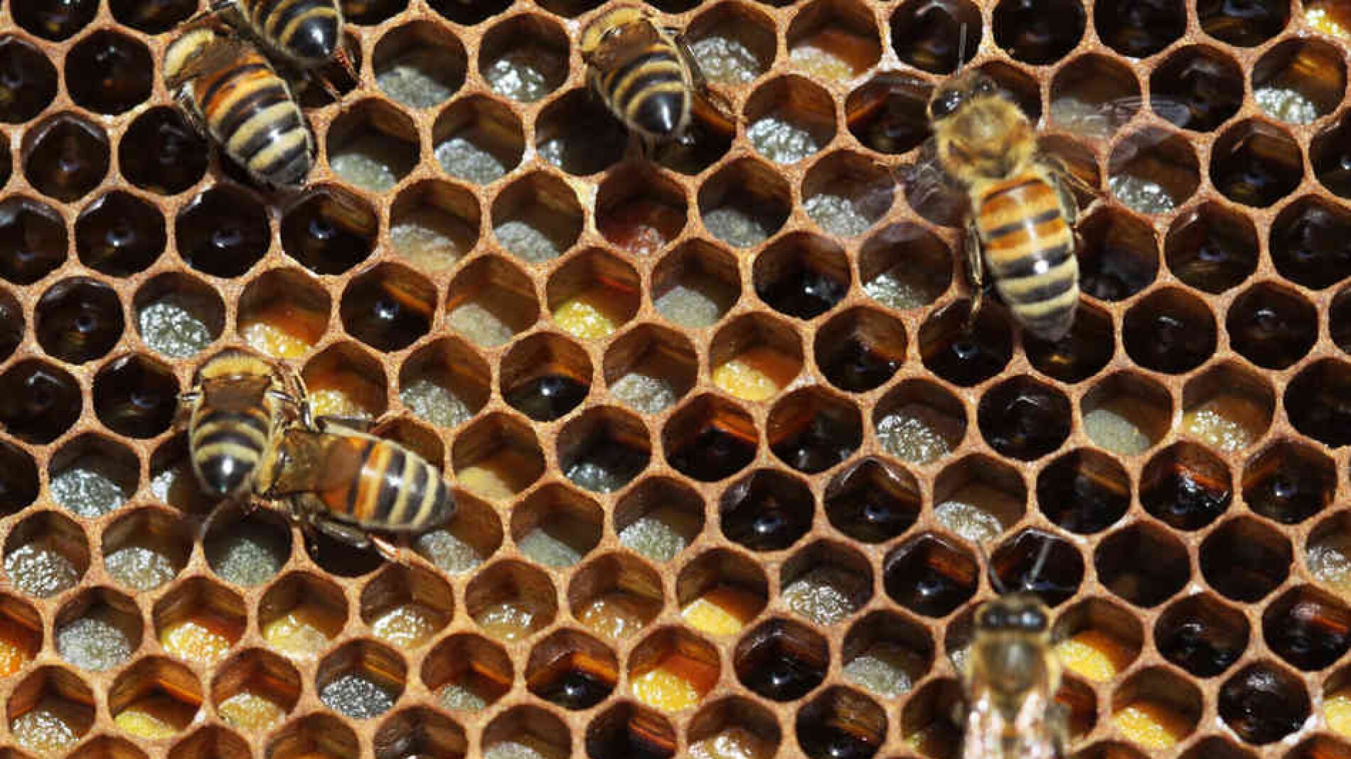 Imagen de un panal de abejas, constituido por formas geom&eacute;tricas