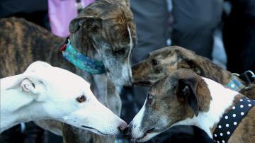 Varios perros en una protectora