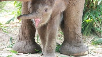 Nace una especie de elefante de Sumatra