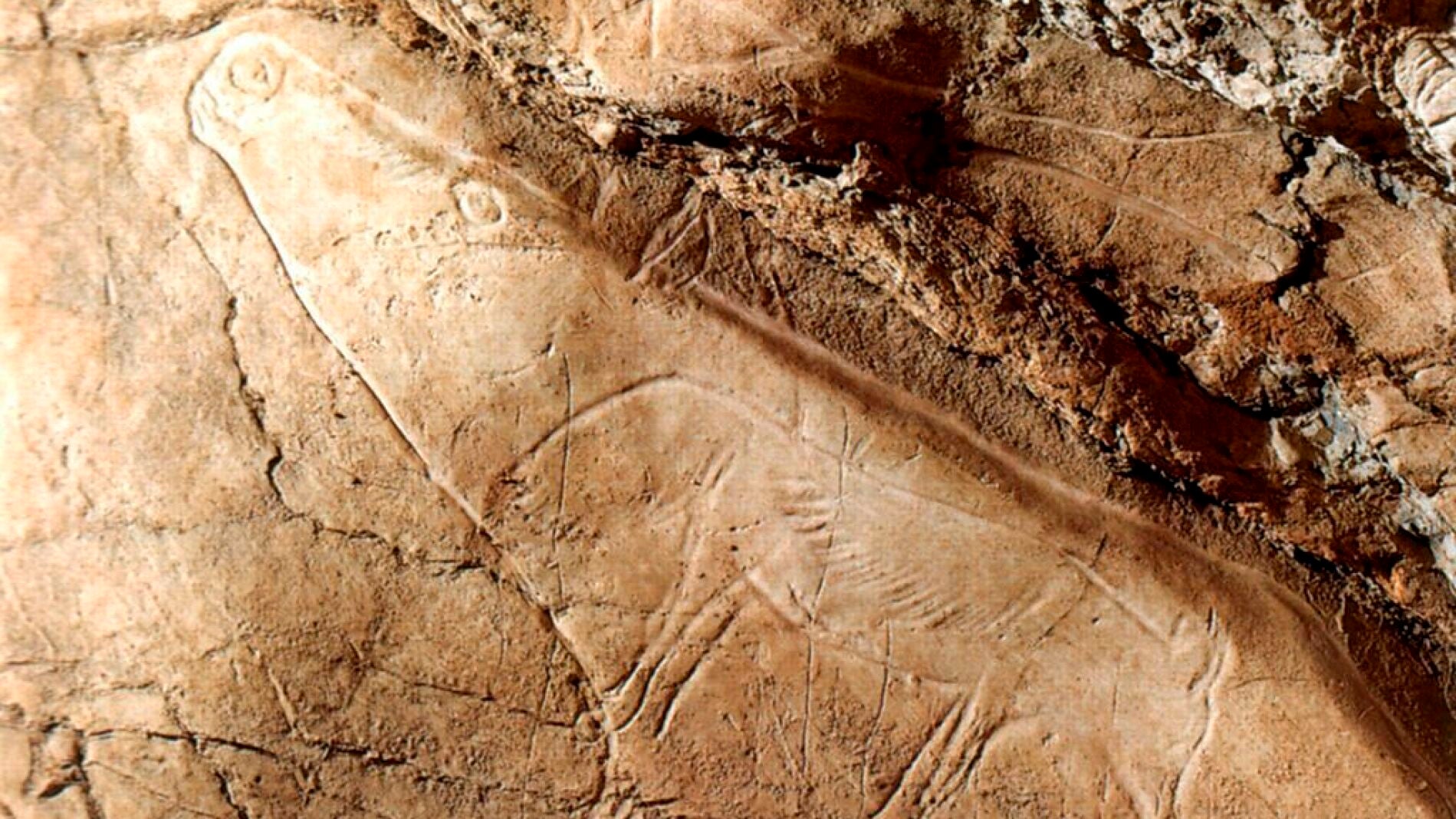 Vista de un grabado de un reno y un zorro polar de la cueva de Altxerri (Pa&iacute;s Vasco)