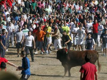 Toro de la Vega 2013