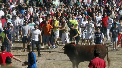 Toro de la Vega 2013 Toro de la Vega 2013