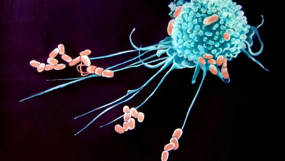 Macrófagos, las células del sistema inmunitario