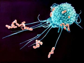 Macrófagos, las células del sistema inmunitario