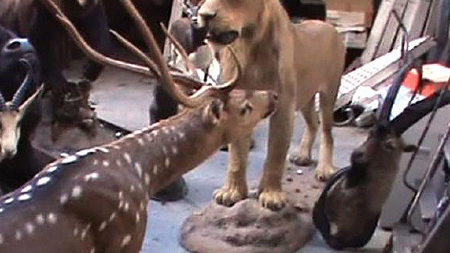 Le&oacute;n disecado incautado en Madrid