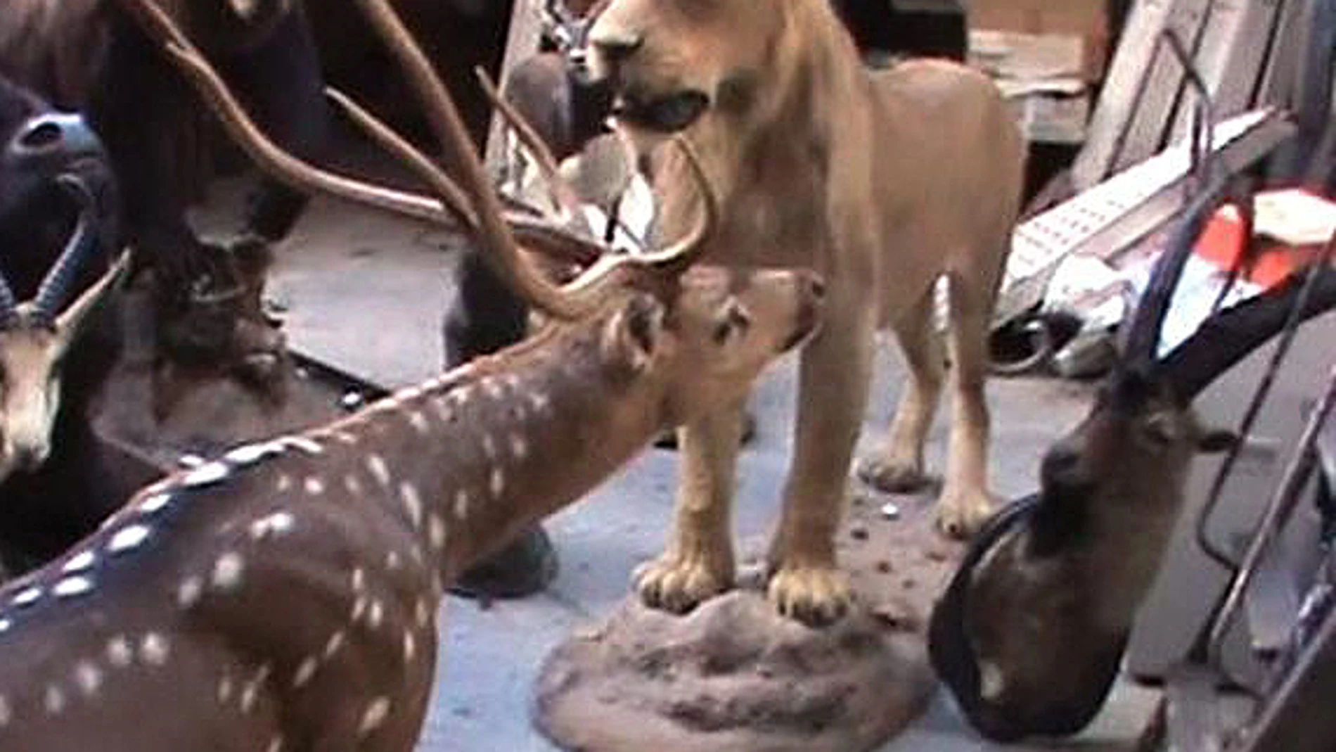 León disecado incautado en Madrid León disecado incautado en Madrid