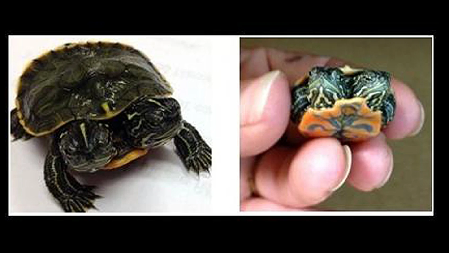 La tortuga de dos cabezas del museo Ripley's Believe It or Not! La tortuga de dos cabezas del museo Ripley's Believe It or Not!