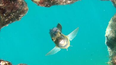 Las mejores fotografías submarinas en las aguas de la playa de Las Canteras