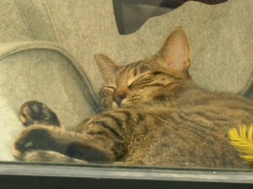 Una cafetería parisina por y para gatos