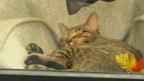 Una cafetería parisina por y para gatos Una cafetería parisina por y para gatos