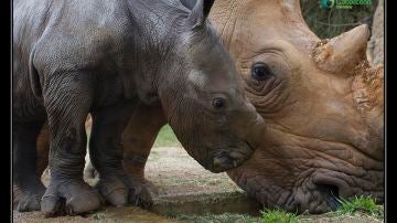 Nace un rinoceronte blanco macho en el Parque de Cabárceno