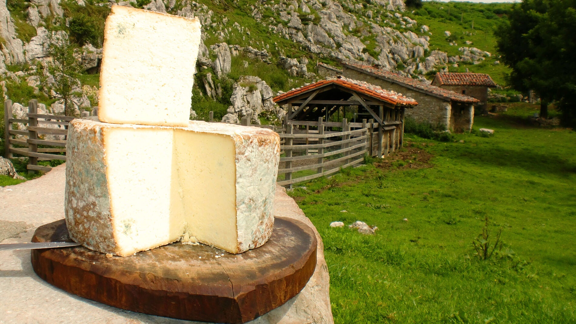 Queso gamoneu del puerto