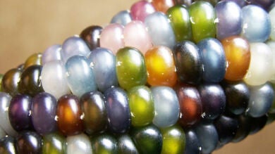 Las mazorcas de cristal de colores, éxito de ventas en internet