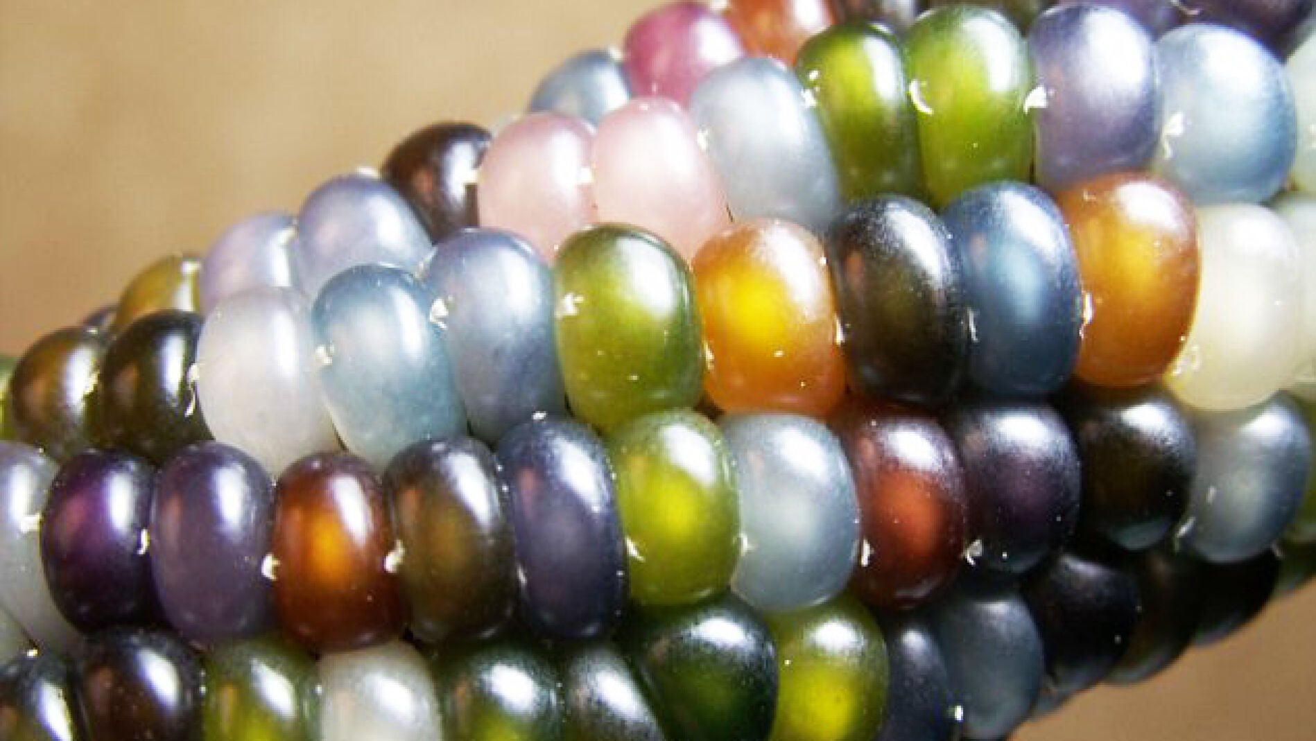 Cultivo de maiz colorido.