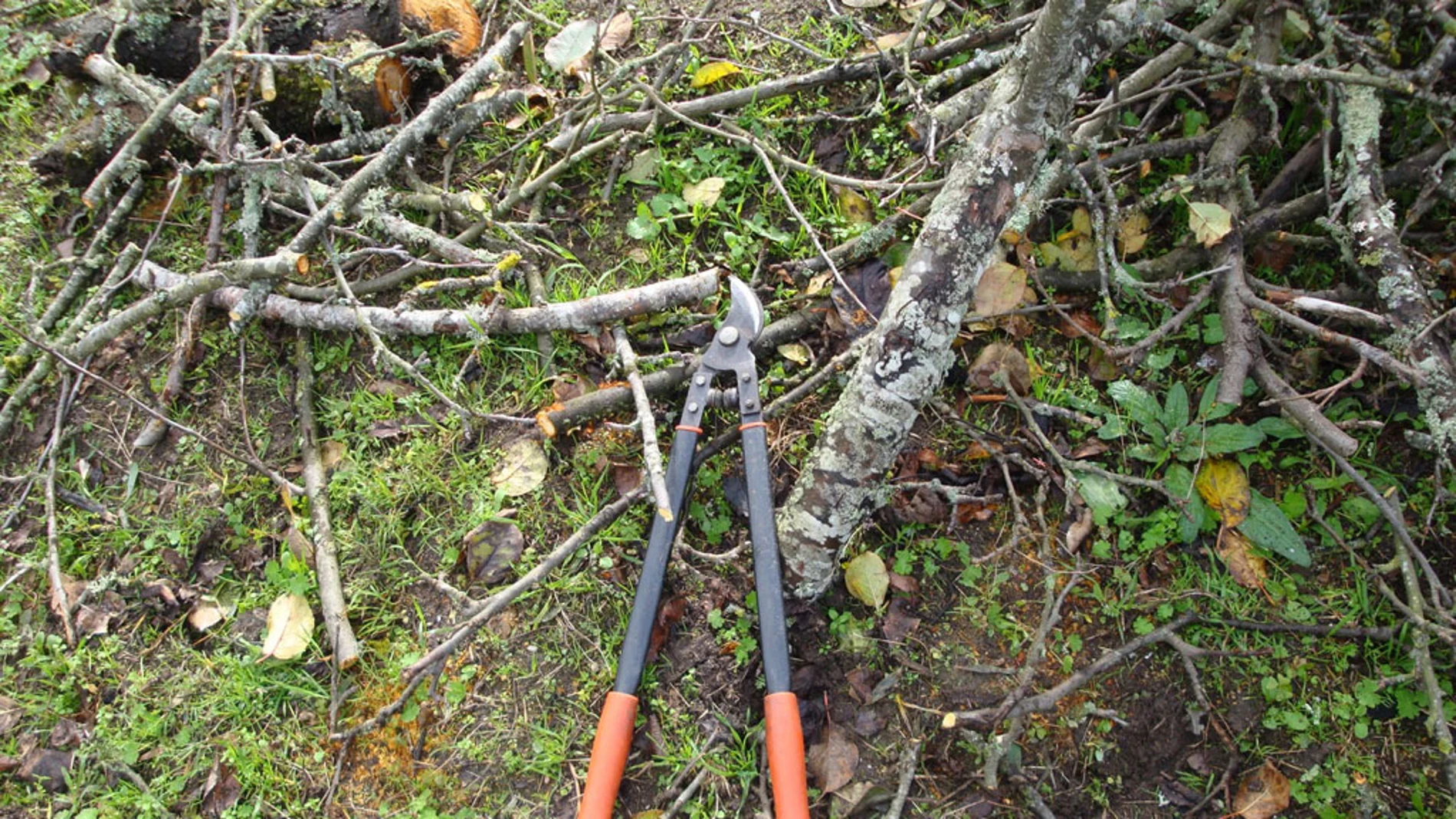 Residuos de la poda de árboles Residuos de la poda de árboles