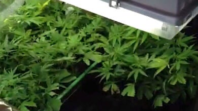 Nueva York autoriza los ensayos con derivado de cannabis en niños epilépticos