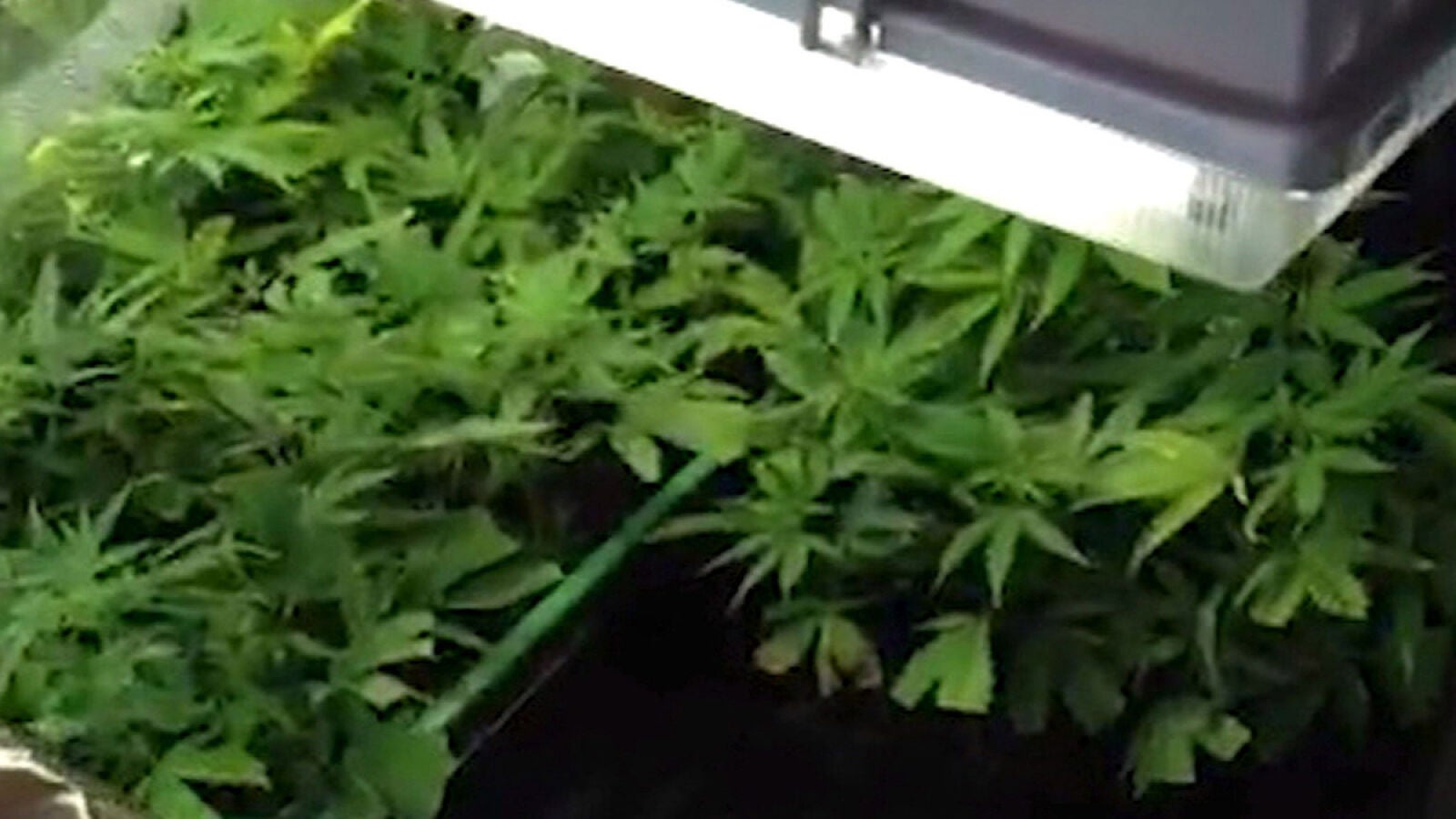Un amplío número de farmaceúticos uruguayos se niega a vender marihuana