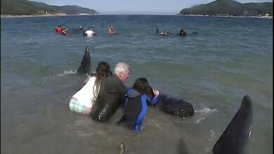 Aparecen varados otros siete calderones en una playa de Lugo