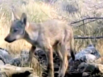  Vuelven a nacer lobos en Madrid