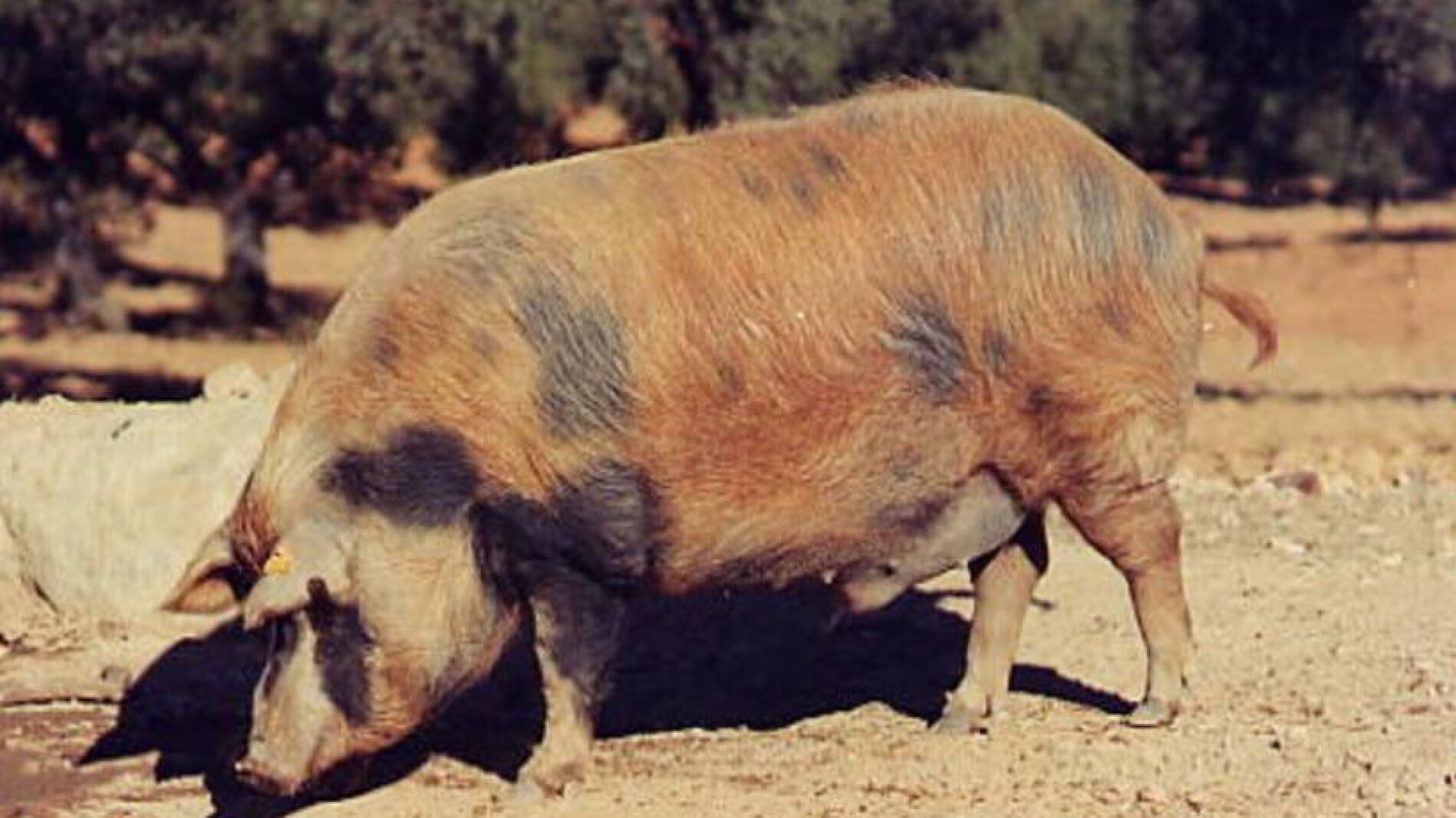 Cerdo Ib&eacute;rico