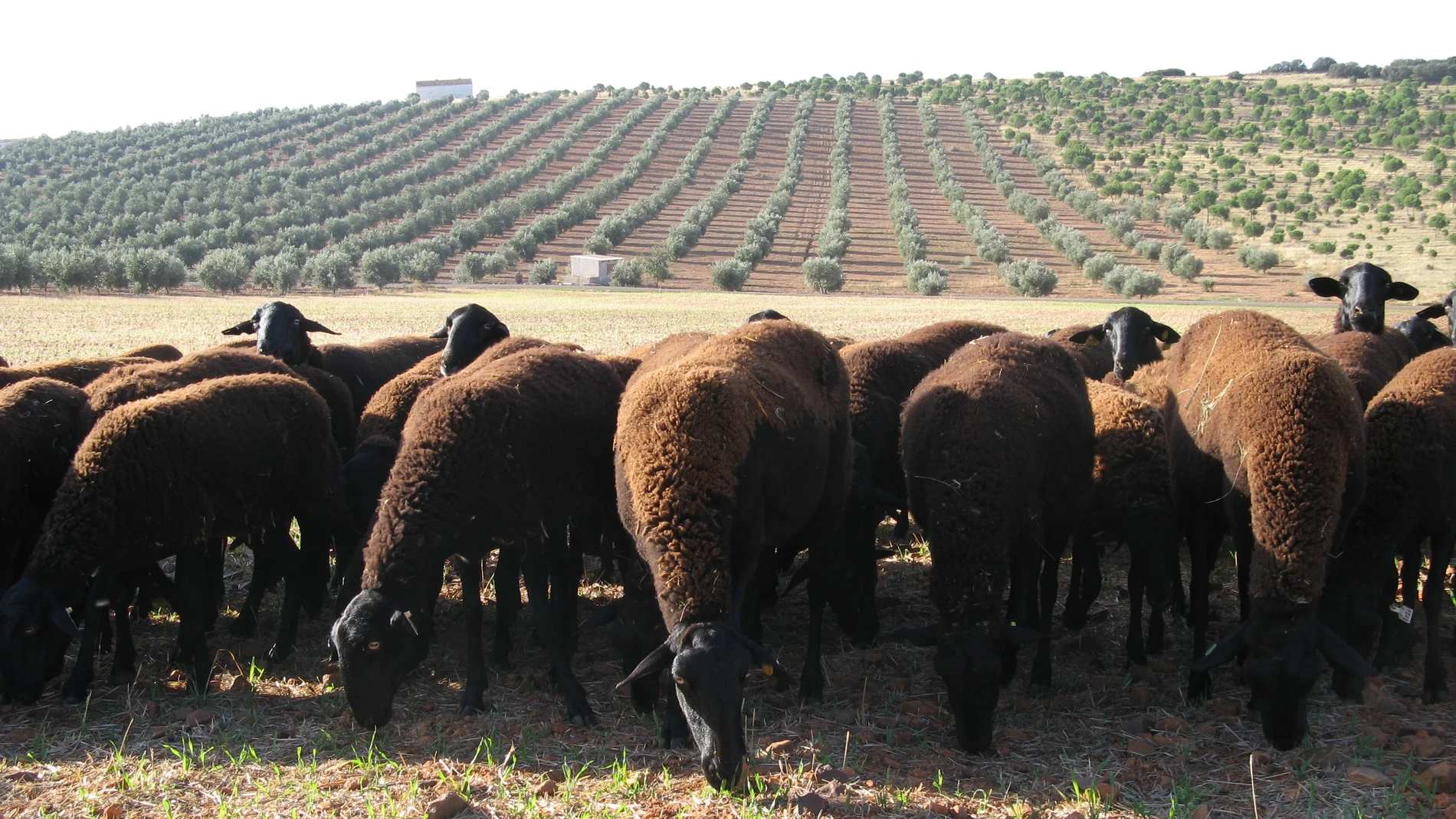 Oveja manchega negra Oveja manchega negra
