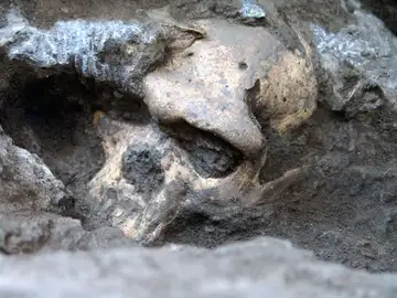 El rostro del cráneo 5, el 'Homo' que engloba a todos los conocidos El rostro del cráneo 5, el 'Homo' que engloba a todos los conocidos