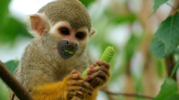 Un mono tití alimentándose