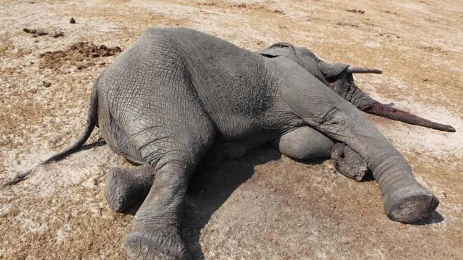 Elefante muerto en Zimbabue Elefante muerto en Zimbabue