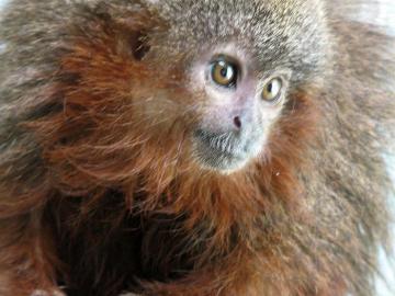 El mono tití de Caquetá ronronea como los gatos cuando se siente muy contento