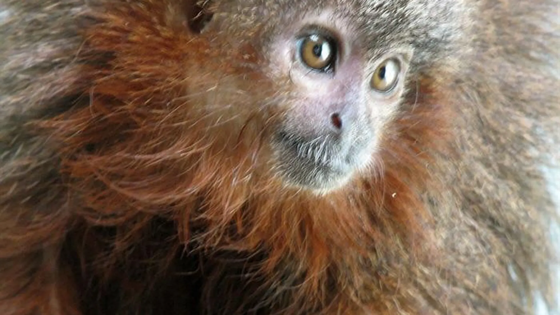 El mono tití de Caquetá ronronea como los gatos cuando se siente muy contento El mono tití de Caquetá ronronea como los gatos cuando se siente muy contento