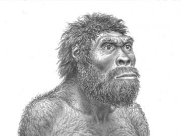 Reconstrucción del Homo erectus de Dmanisi