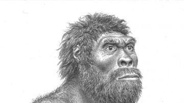 Reconstrucción del Homo erectus de Dmanisi