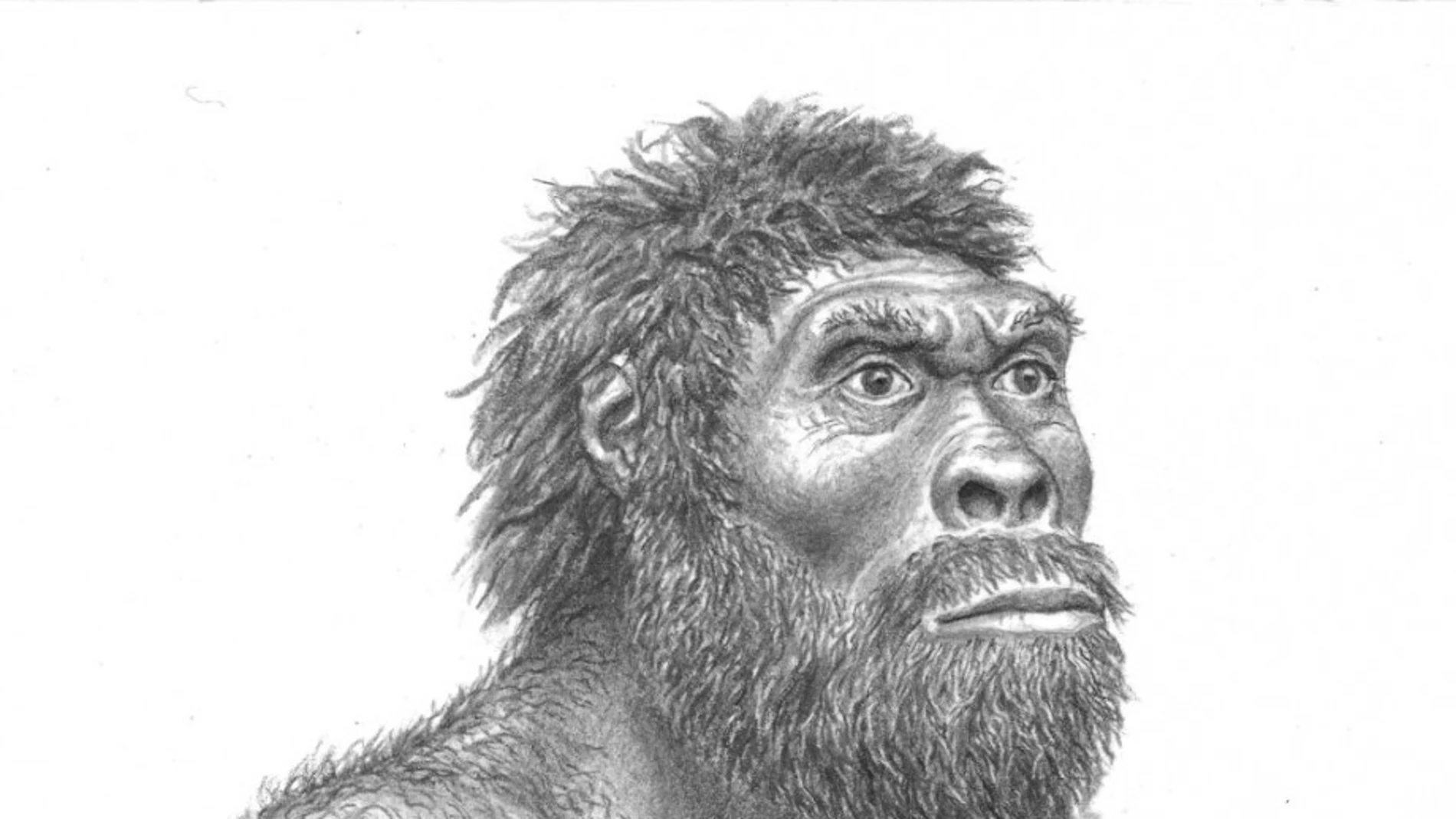 Reconstrucción del Homo erectus de Dmanisi Reconstrucción del Homo erectus de Dmanisi
