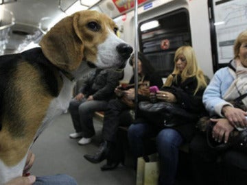 Un beagle en el metro