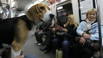 Un beagle en el metro