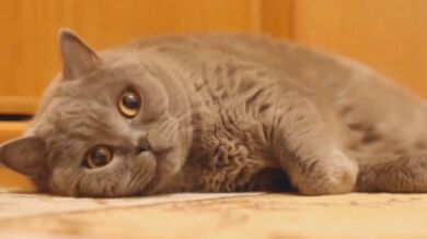 Vídeos de gatos, el nuevo fenómeno viral que triunfa en la red