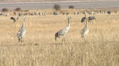 Las primeras grullas llegadas a España ya se acomodan en la laguna de Gallocanta