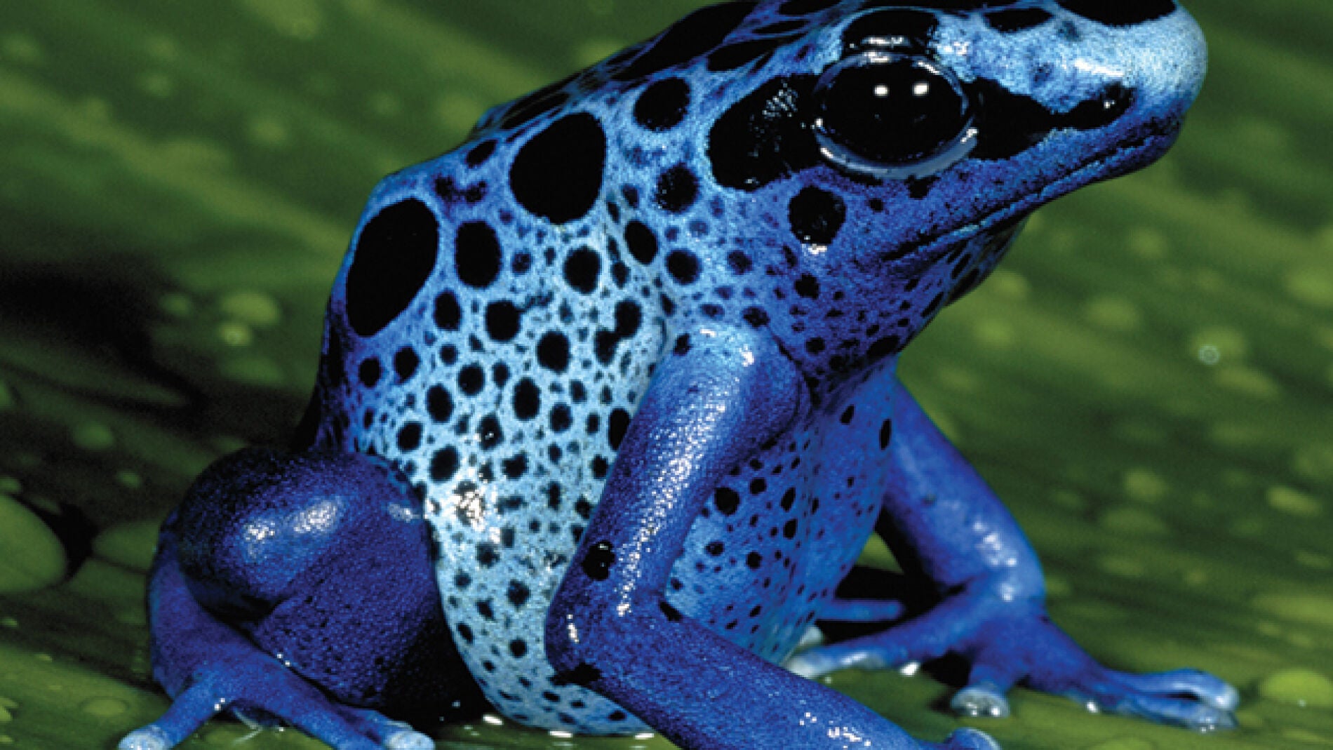 Las ranas de punta de flecha (archivo)