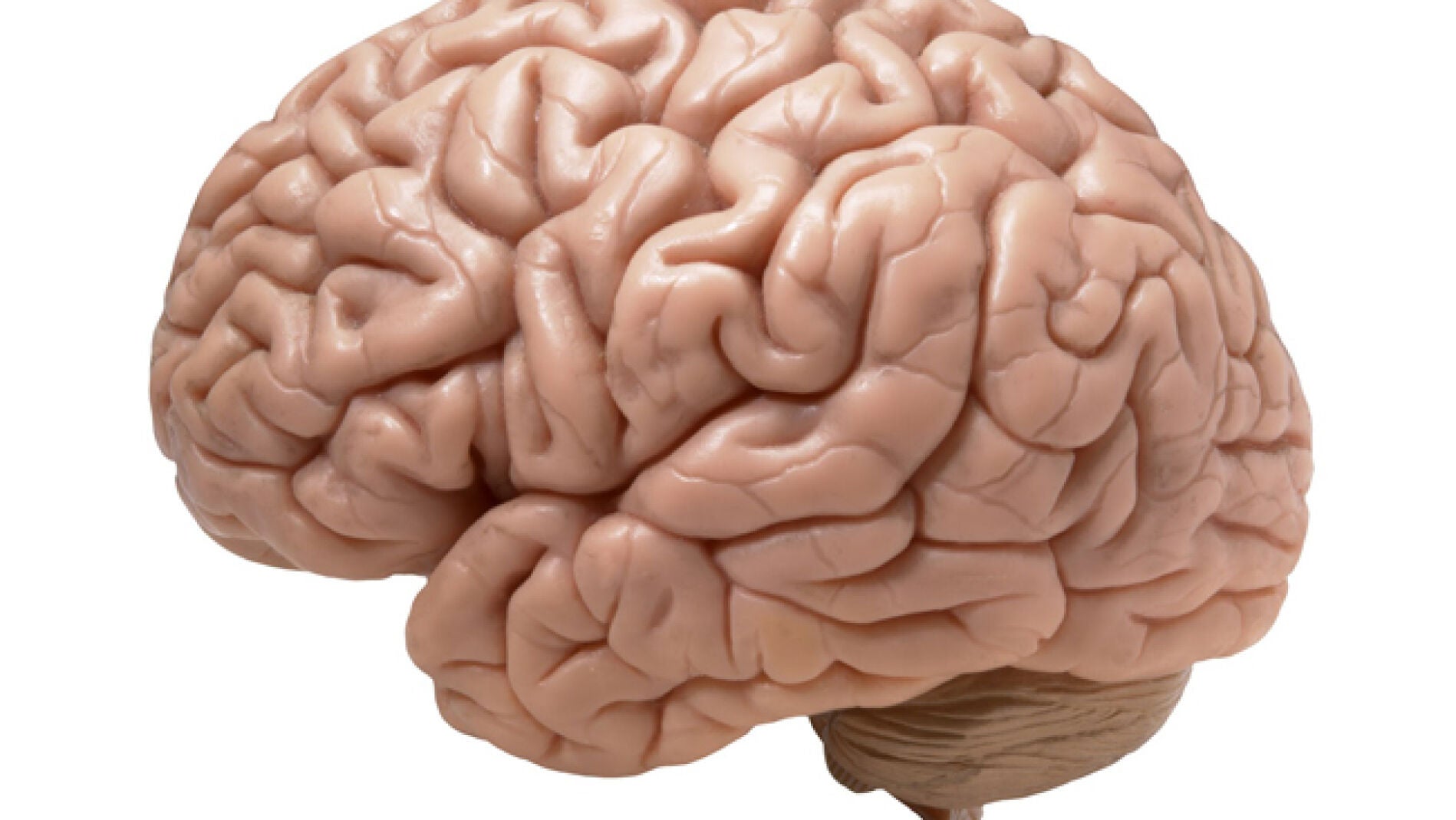 El libro de Bilbao descubre los cuidados del cerebro.
