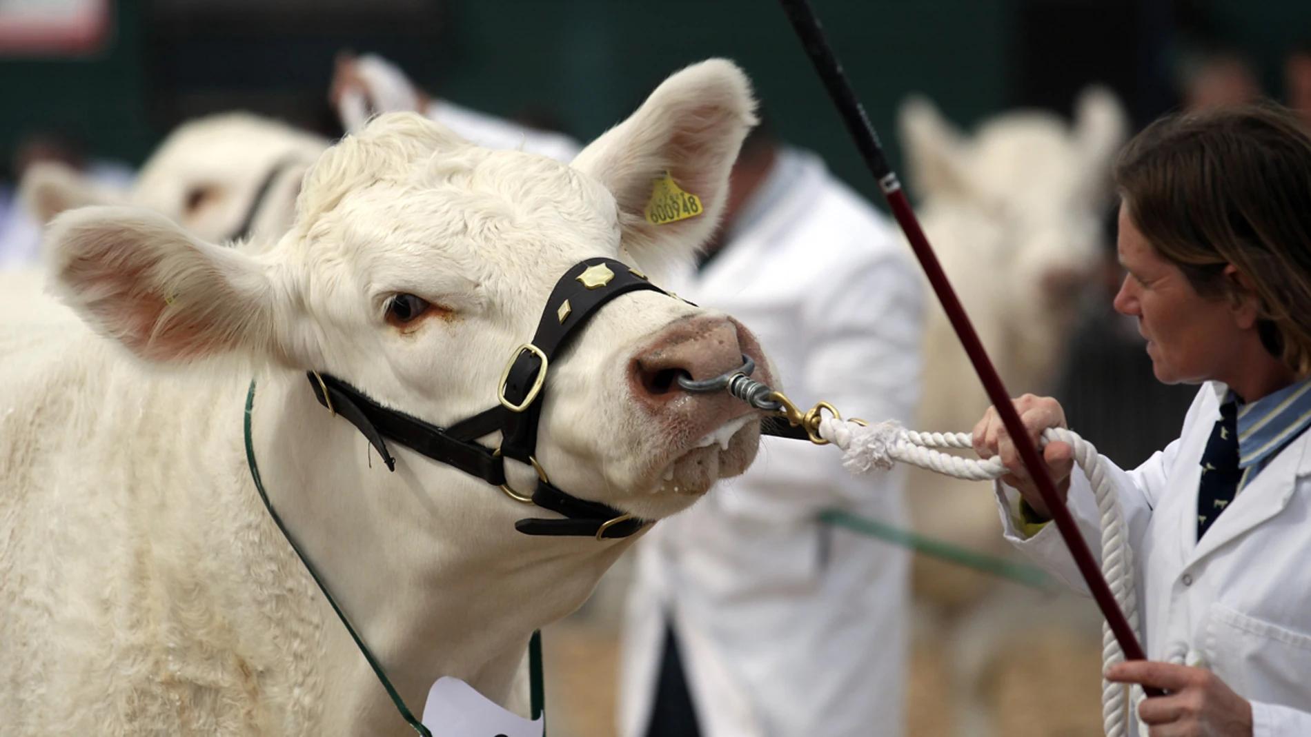 Inspección de una vaca en Reino Unido Inspección de una vaca en Reino Unido