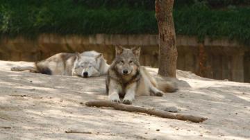 Lobos en el zoo de Barcelona