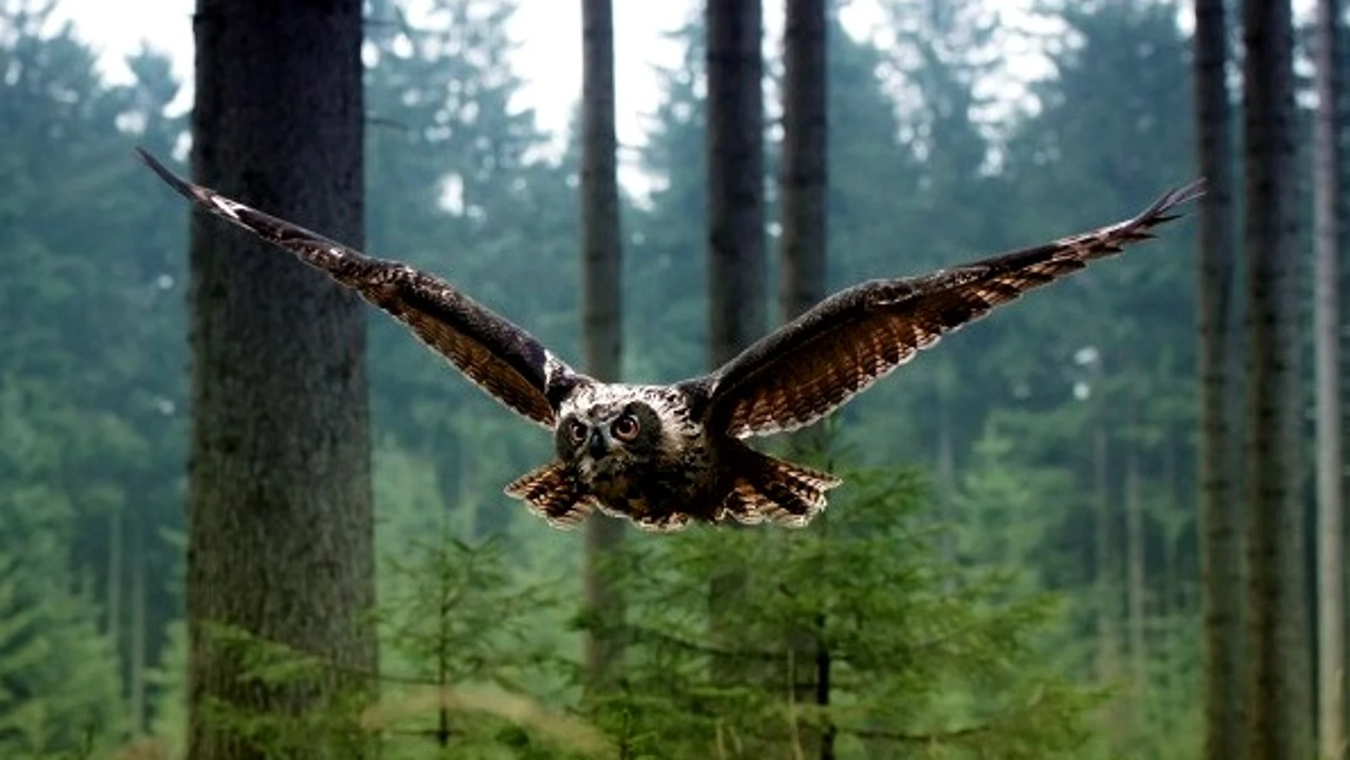 Un búho vuela en un bosque Un búho vuela en un bosque